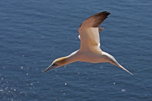 Flugstunde