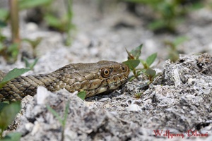 Würfelnatter (Natrix tessellata)