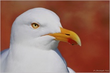 Silbermöwe (Larus argentatus)