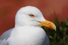 Silbermöwe (Larus argentatus)