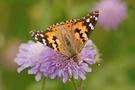 Distelfalter (Vanessa cardui)