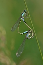 Paarungsrad der Großen Pechlibelle (Ischnura elegans)