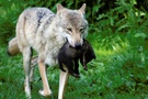 Wolf mit Welpe