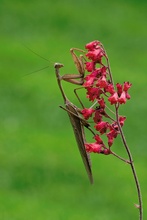 Hierodula membranacea