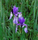 Sibirische Schwertlilie