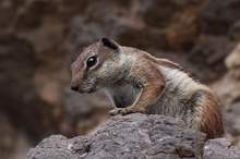 Streifenhörnchen