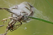 Techtelmechtel bei Schilfradspinnen (Larinioides cornutus)