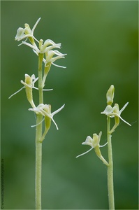Torf-Glanzkraut (Liparis loeselii)