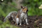 They call me the Evil Grey Squirrel...
