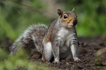 They call me the evil grey squirrel!!!