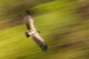 Geier über Bandhavgarh NP