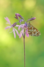 Boloria selene