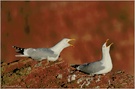 Silbermöwe (Larus argentatus)