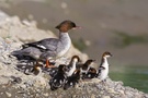 Die stolze Mutter