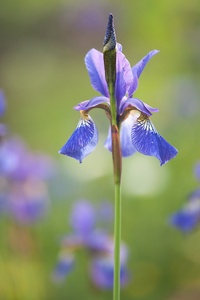 Iris