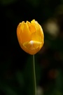 Tulpe im Sonnenglanz