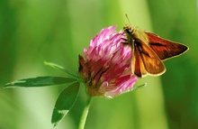 Ochlodes venata - Rostfarbiger Dickkopffalter