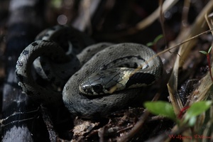 Ringelnatter (Natrix natrix)