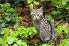 junge Wildkatze