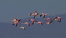 15 Flamingos (2)