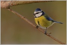 Blaumeise (Parus caeruleus)