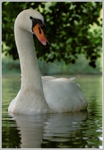 Höckerschwan (Cygnus olor)