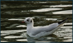 Möwe im Winterkleid