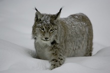 Luchs, ZO, bayr. Wald