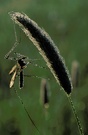 Kohlschnake (Tipula oleracea)