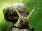 Happy Snail :-Þ