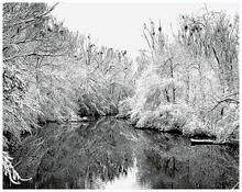 Rheinauen im Winter