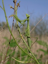 Gottesanbeterin (Mantis religiosa) - KD