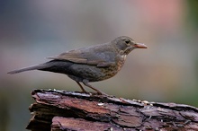 Amsel (Turdus merula) (KD)