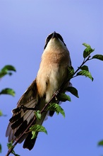 Neuntöter (Lanius collurio), ND