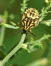 Carpocoris pudicus ND