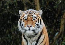 Tiger im Schnee