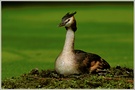 Haubentaucher (Podiceps cristatus)