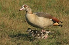Nilgans mit Junge