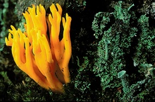 Klebriger Hörnling (Calocera viscosa) ND