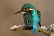 Eisvogel im Rauhreif