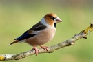 Kernbeißer(Coccothraustes coccothraustes) KD