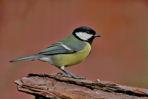 Kohlmeise [Parus major] [KD]