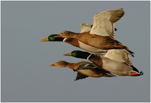 Stockenten in Formation