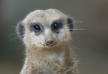 Zo Erdmännchen , durch die Scheibe Fotografiert !