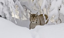 Luchs im Freigehege NP Bayerischer Wald