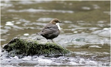 Wasseramsel