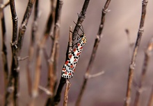 Punktbär (Utetheisa pulchella) ND