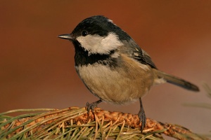 Tannenmeise (Parus ater)