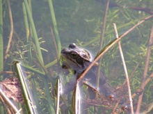 Frosch beim auftauchen ND