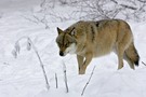 Wolf 2 im NP Bayerischer Wald